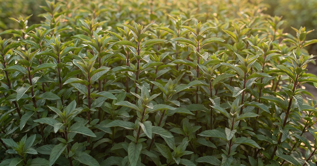 Peppermint Mentha piperita and Organic Peppermint Water Hydrolina