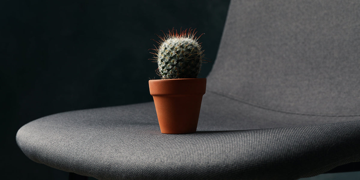 Chair with cactus – haemorrhoids discomfort concept