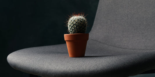 Chair with cactus – haemorrhoids discomfort concept